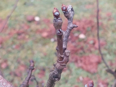 Ranije kretanje vegetacije