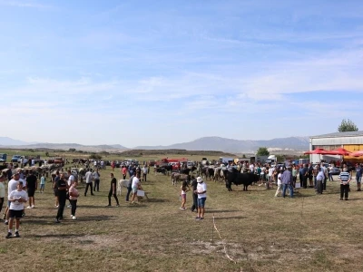 47. Regionalna stočna izložba priplodnih grla goveda, ovaca i konja