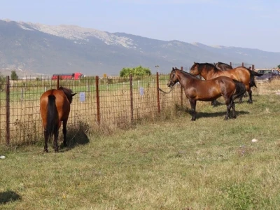 47. Regionalna stočna izložba priplodnih grla goveda, ovaca i konja