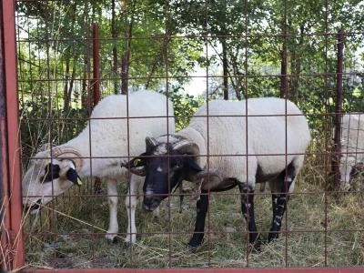 47. Regionalna stočna izložba priplodnih grla goveda, ovaca i konja