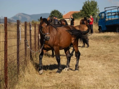 49. Regionalna stočna izložba u Gacku