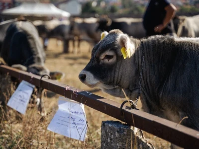 49. Regionalna stočna izložba u Gacku