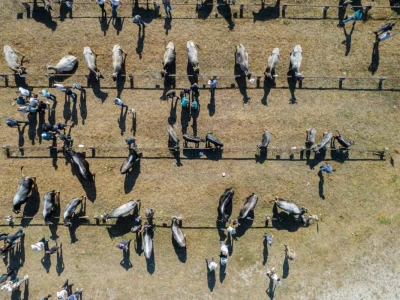 49. Regionalna stočna izložba u Gacku