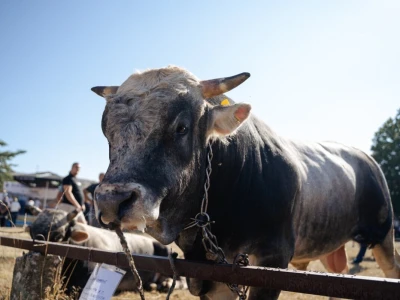 49. Regionalna stočna izložba u Gacku