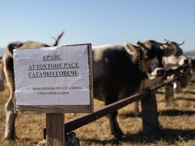 49. Regionalna stočna izložba u Gacku