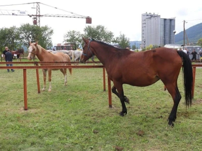 56. Regionalna poljoprivredna izložba i sajam u Rogatici