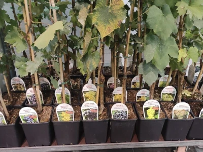 72. Flormart sajam u Padovi