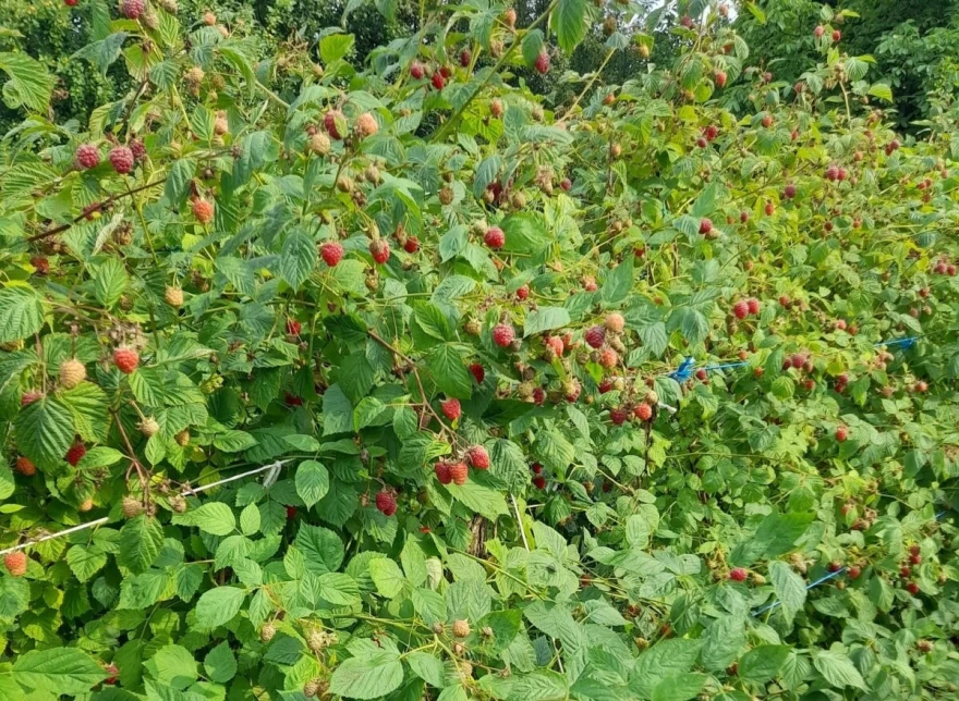 maline