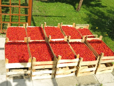 Sakupljeni šipak