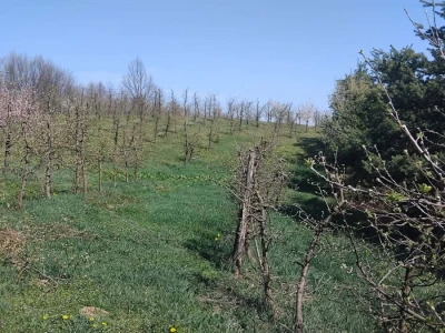 Cvjetanje voća