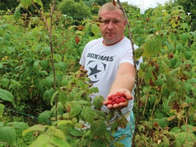 Adnan Merdžić najmalađi proizvodžač maline u srebreničkoj regiji
