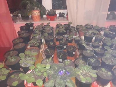 Afričke ljubičice Seada Elezovića