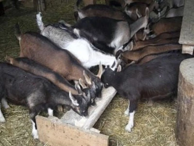 Agro-nika farm