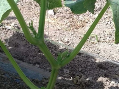 Agro-Velić iz iz Velike Kladuše