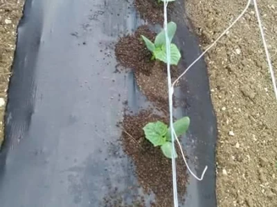 Agro-Velić iz iz Velike Kladuše