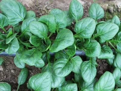 Agrofood organska proizvodnja