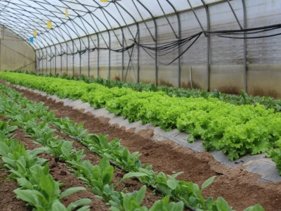 Agrofood organska proizvodnja