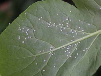 Agrofood organska proizvodnja