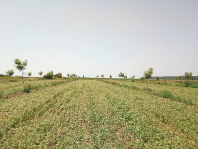 Agroinova FAZOS: Usjevi pod orahom