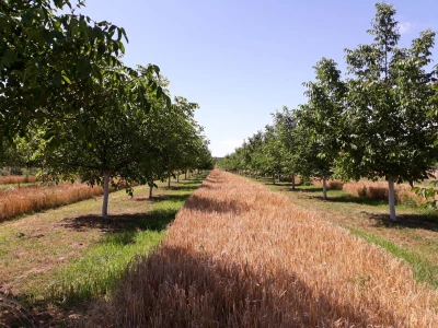 Agroinova FAZOS: Usjevi pod orahom