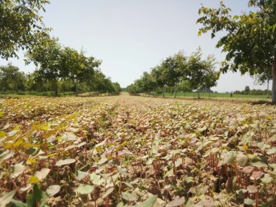 Agroinova FAZOS: Usjevi pod orahom