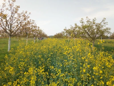 Agroinova FAZOS: Usjevi pod orahom