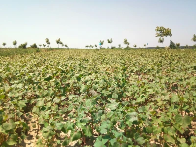 Agroinova FAZOS: Usjevi pod orahom