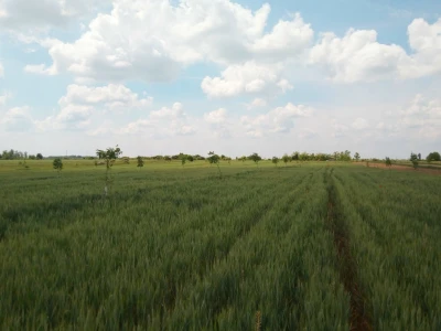 Agroinova FAZOS: Usjevi pod orahom
