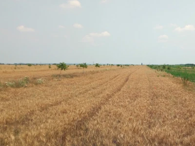 Agroinova FAZOS: Usjevi pod orahom