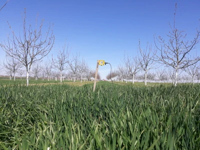 Agroinova FAZOS: Usjevi pod orahom