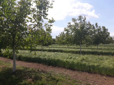 Agroinova FAZOS: Usjevi pod orahom