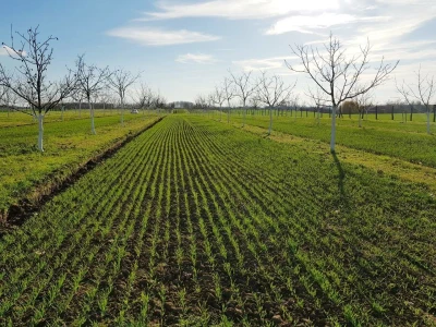 Agroinova FAZOS: Usjevi pod orahom