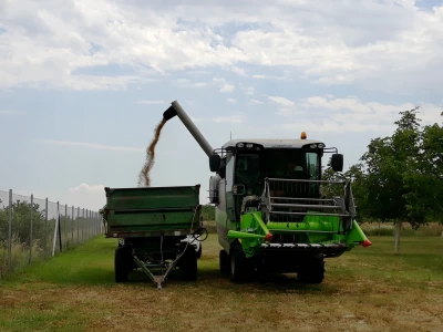 Agroinova FAZOS: Usjevi pod orahom