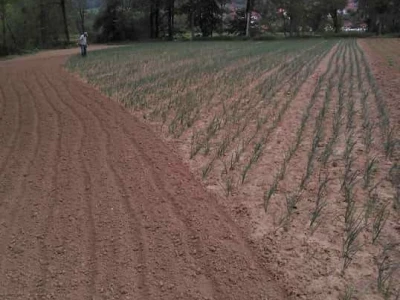 Aid Herceglija