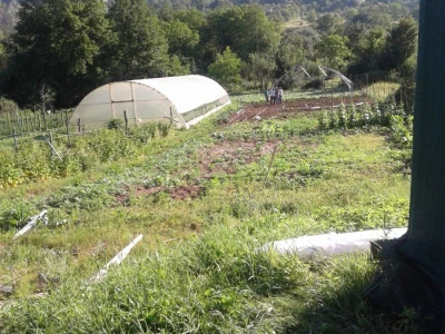 Almir Hodžić: Proširit ću plasteničku proizvodnju, jer se domaći proizvodi sve više cijene