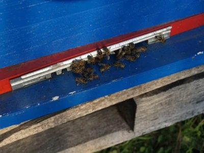 Pčelarstvom grade zajedničku budućnost