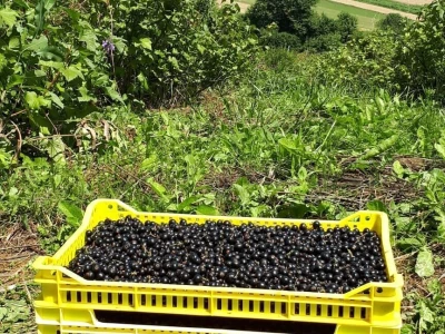 Amra Peco-Ugarak uništila jagode, maline i ribizle - prebacila se na povrće