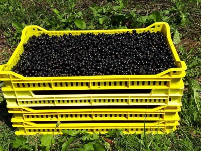 Amra Peco-Ugarak uništila jagode, maline i ribizle - prebacila se na povrće