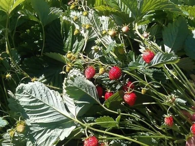 Amra Peco-Ugarak uništila jagode, maline i ribizle - prebacila se na povrće