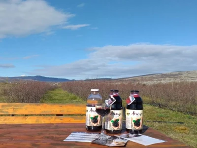 Aronija - egzotična voćka od koje se može pristojno živjeti u BiH