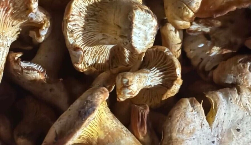 lisičarka