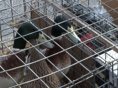 Australop sve popularniji na našem području