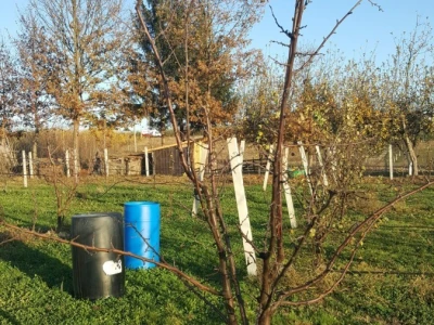 Bakterijski rak kosticavog voca