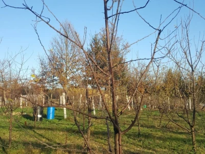 Bakterijski rak kosticavog voca