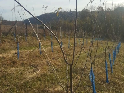 Bakterijski rak kosticavog voca