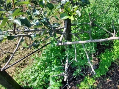 Bakterijski rak krušaka