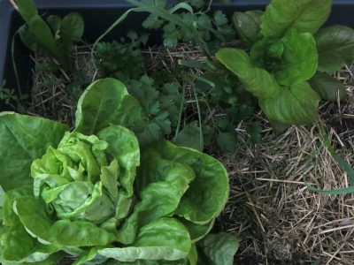 Balkon kao inspiracija