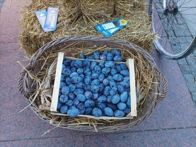 Bamija fest Brčko 2022.