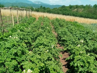 Bašta i štete od slijepog kučeta