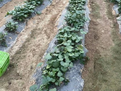 batat plastenik